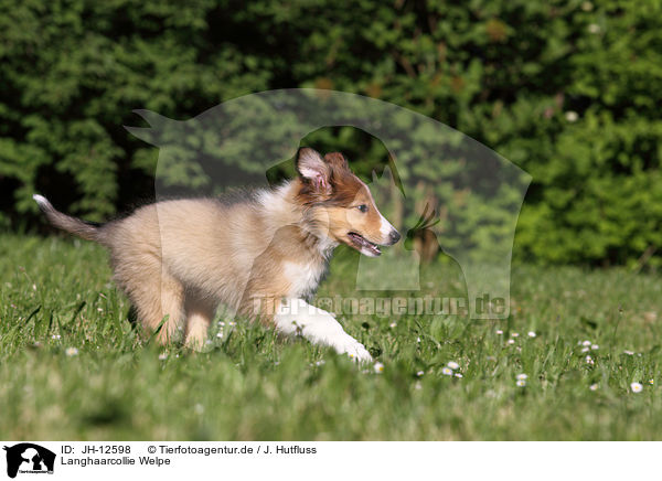 Langhaarcollie Welpe / longhaired collie puppy / JH-12598