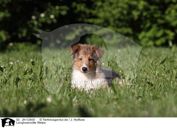 Langhaarcollie Welpe / longhaired collie puppy / JH-12600