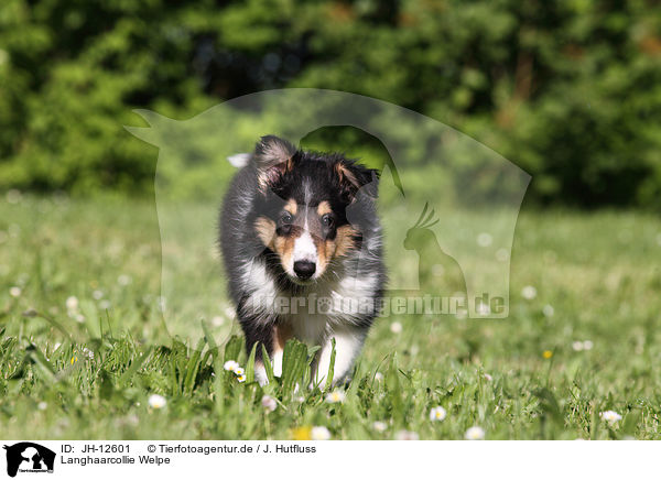 Langhaarcollie Welpe / longhaired collie puppy / JH-12601
