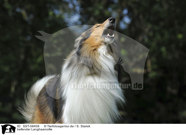 bellender Langhaarcollie / barking longhaired Collie / SST-08409