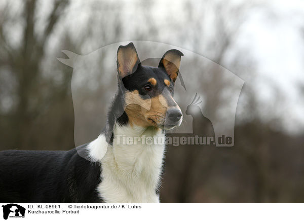 Kurzhaarcollie Portrait / shorthaired Collie Portrait / KL-08961