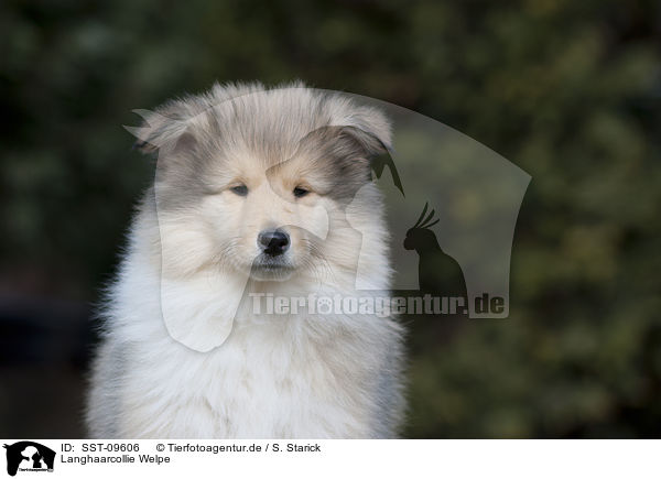 Langhaarcollie Welpe / longhaired Collie puppy / SST-09606