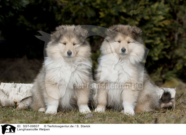 Langhaarcollie Welpen / longhaired Collie puppies / SST-09607