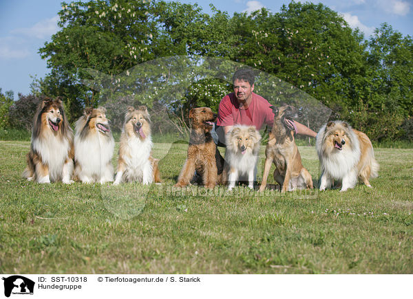 Hundegruppe / group of dogs / SST-10318