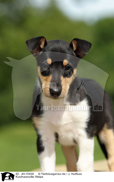 Kurzhaarcollie Welpe / shorthaired Collie Puppy / JH-15409