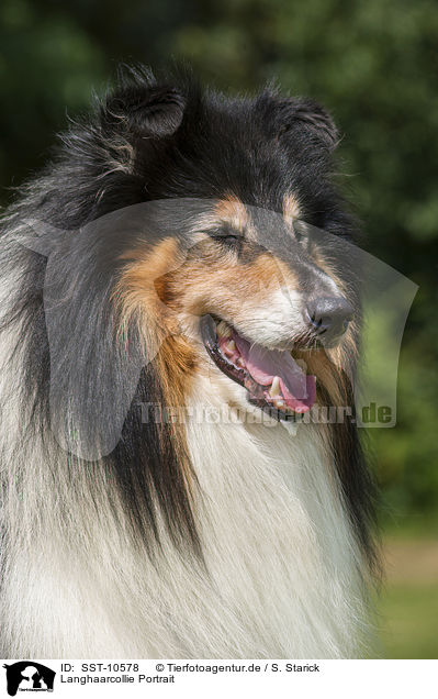 Langhaarcollie Portrait / longhaired Collie portrait / SST-10578