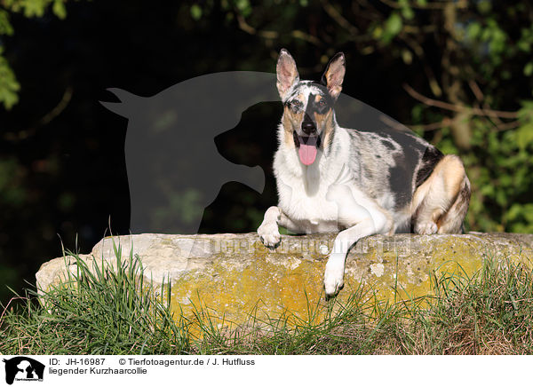 liegender Kurzhaarcollie / lying shorthaired Collie / JH-16987