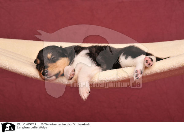 Langhaarcollie Welpe / lomghaired Collie puppy / YJ-05714
