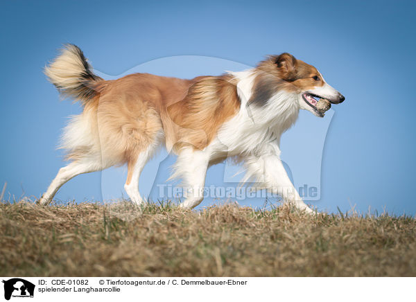 spielender Langhaarcollie / playing longhaired Collie / CDE-01082