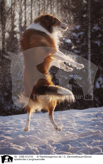 spielender Langhaarcollie / playing longhaired Collie / CDE-01218