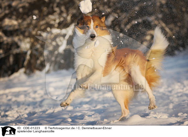 spielender Langhaarcollie / playing longhaired Collie / CDE-01223
