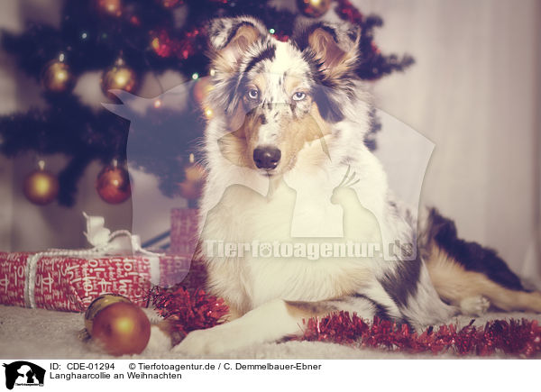 Langhaarcollie an Weihnachten / longhaired Collie at christmas / CDE-01294