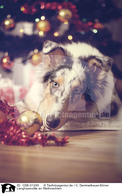 Langhaarcollie an Weihnachten / longhaired Collie at christmas / CDE-01295