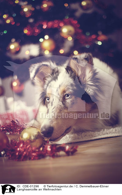 Langhaarcollie an Weihnachten / longhaired Collie at christmas / CDE-01296