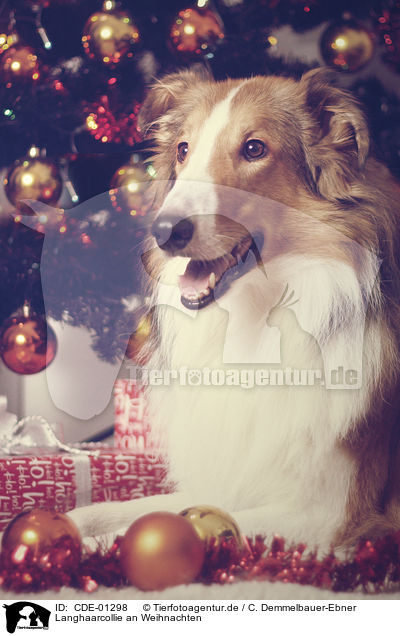Langhaarcollie an Weihnachten / longhaired Collie at christmas / CDE-01298
