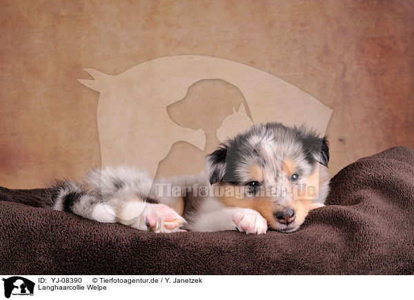 Langhaarcollie Welpe / longhaired Collie Puppy / YJ-08390