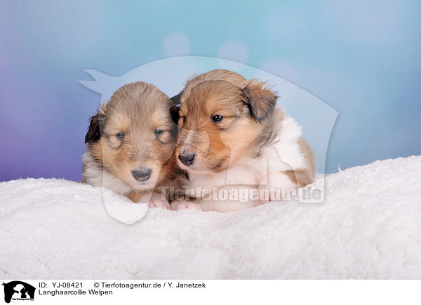 Langhaarcollie Welpen / longhaired Collie Puppies / YJ-08421