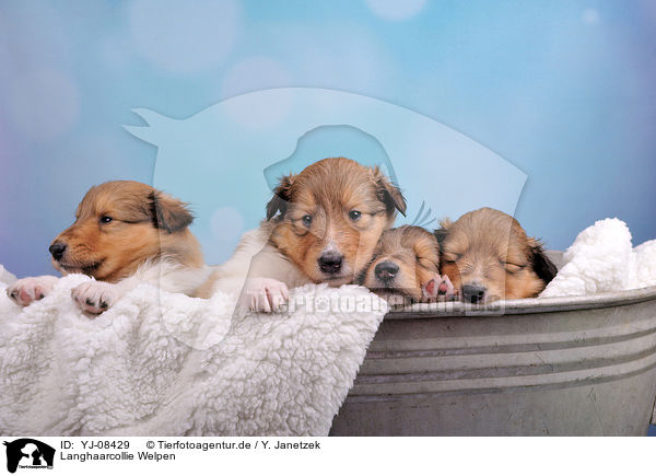 Langhaarcollie Welpen / longhaired Collie Puppies / YJ-08429