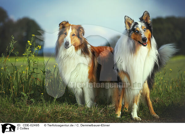 2 Collies / 2 Collies / CDE-02495