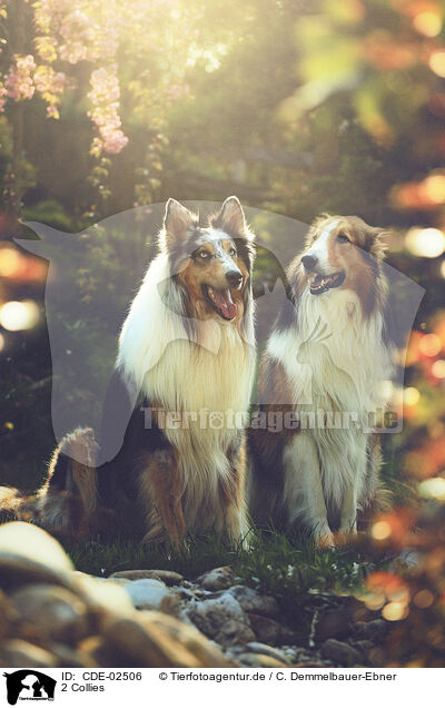 2 Collies / 2 Collies / CDE-02506