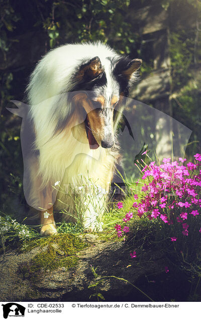 Langhaarcollie / longhaired Collie / CDE-02533