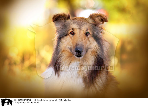 Langhaarcollie Portrait / longhaired Collie Portrait / KMI-04948