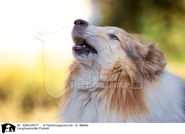 Langhaarcollie Portrait / longhaired Collie Portrait / KMI-04977