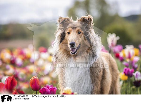 Collie in Tulpen / Collie in tulips / AK-01060