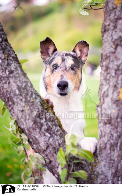 Kurzhaarcollie / shorthaired Collie / TAH-01039