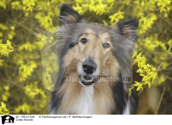 Collie Hndin / PB-01346