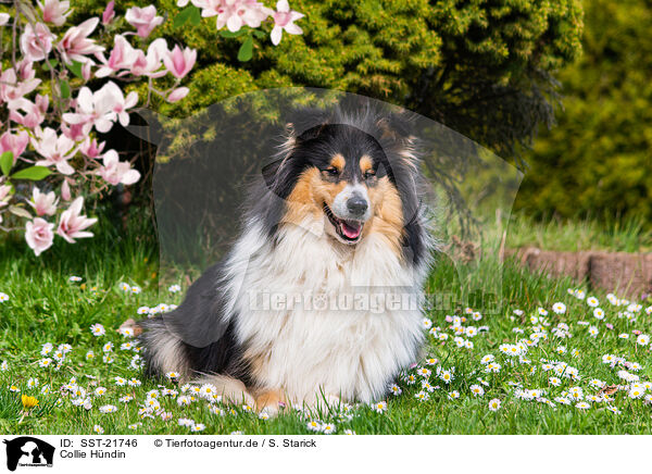 Collie Hndin / female Collie / SST-21746