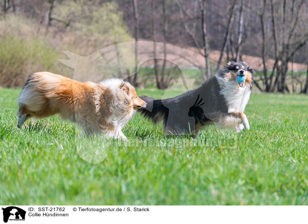 Collie Hndinnen / female Collies / SST-21762