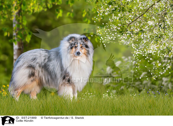 Collie Hndin / female Collie / SST-21889