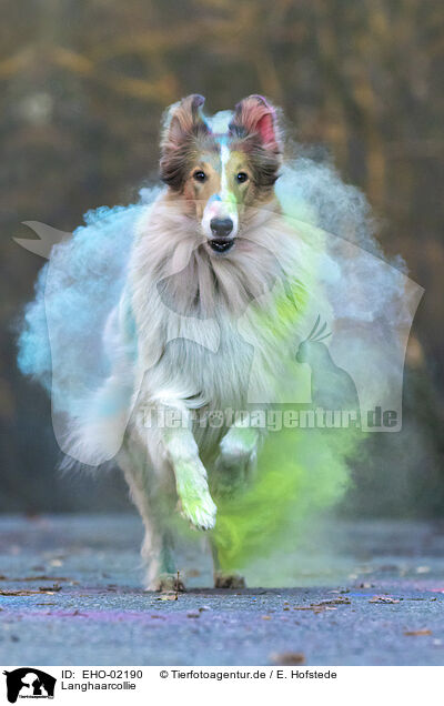 Langhaarcollie / longhaired Collie / EHO-02190