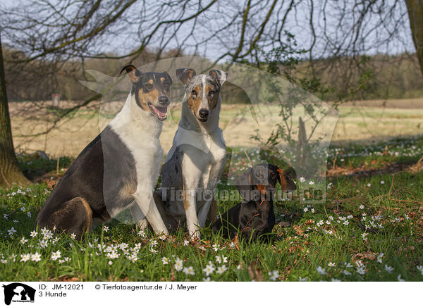 3 Hunde / 3 dogs / JM-12021