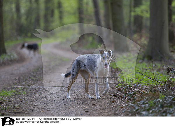 ausgewachsener Kurzhaarcollie / adult shorthaired Collie / JM-12054