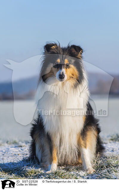 Collie im Winter / Collie in Winter / SST-22528