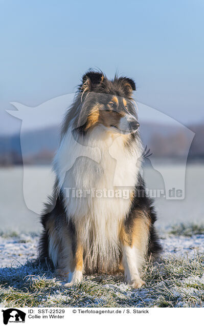 Collie im Winter / Collie in Winter / SST-22529