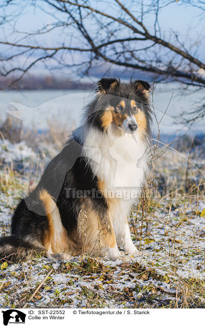 Collie im Winter / Collie in Winter / SST-22552