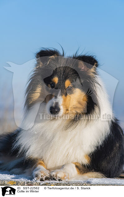 Collie im Winter / Collie in Winter / SST-22562