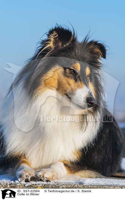 Collie im Winter / Collie in Winter / SST-22564