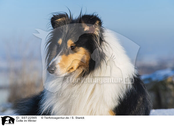 Collie im Winter / Collie in Winter / SST-22565