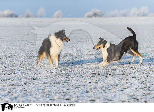 2 Collies / 2 Collies / SST-22571