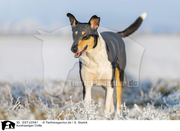 kurzhaariger Collie / shorthaired Collie / SST-22581