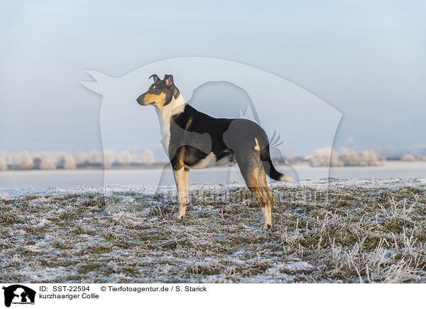 kurzhaariger Collie / shorthaired Collie / SST-22594