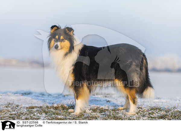 langhaariger Collie / longhaired Collie / SST-22598