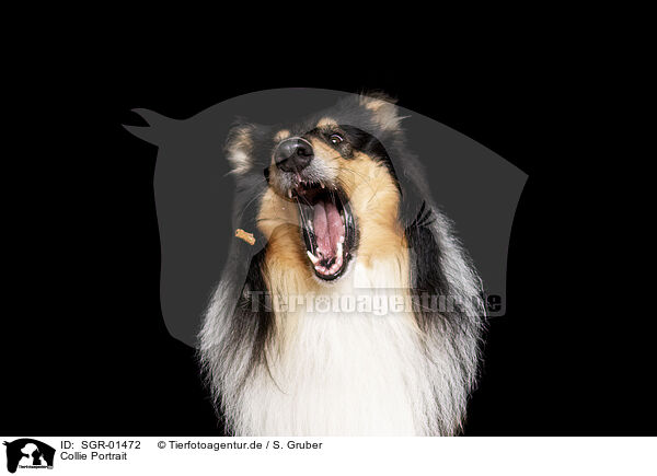 Collie Portrait / Collie Portrait / SGR-01472