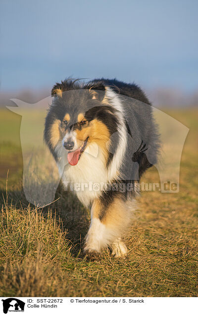 Collie Hndin / female Collie / SST-22672