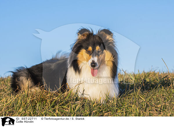 Collie Hndin / female Collie / SST-22711