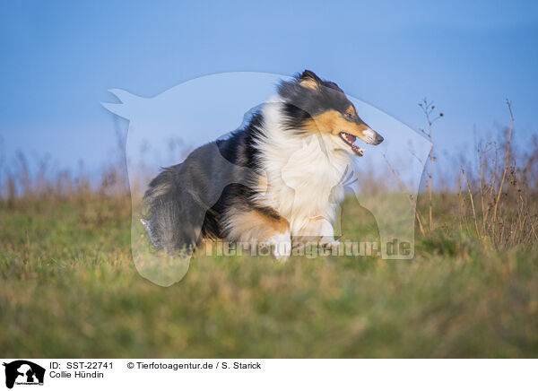 Collie Hndin / female Collie / SST-22741